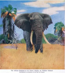 African elephant in his native haunts
